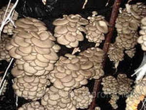 Технология выращивания грибов в домашних условиях