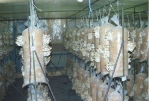 Как выращивать грибы вешенки на пнях и субстрате