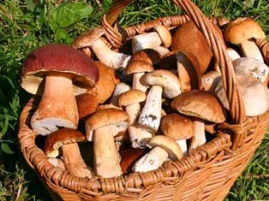 Какие грибы собирать в июле