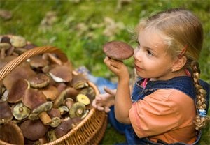 За сбор грибов и ягод нужно будет платить?