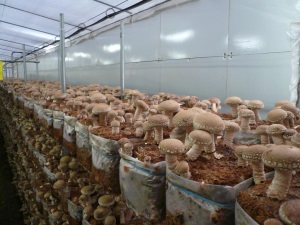 Выращивание грибов в теплице – экономически выгодное хозяйство