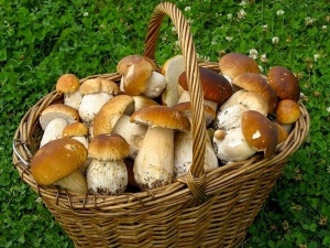 В Министерстве лесного хозяйства Беларуси рассказали, кто должен платить налог за сбор грибов и ягод