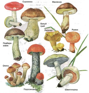 Съедобные грибы всё чаще становятся ядовитыми для человека