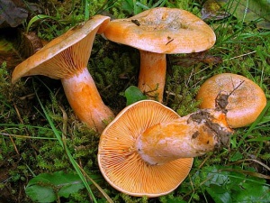 Съедобные грибы Подмосковья; где и когда их собирают