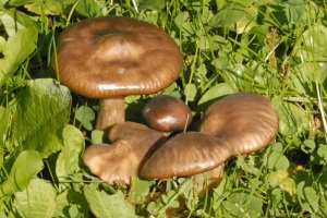 Условно съедобные грибы