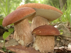 Какие грибы собирать? Съедобные грибы