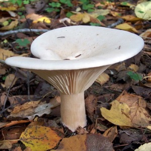 Какие грибы являются съедобными