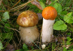 Съедобные и условно съедобные грибы