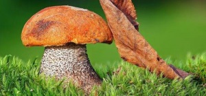 Как найти съедобные грибы и другие правила тихой охоты