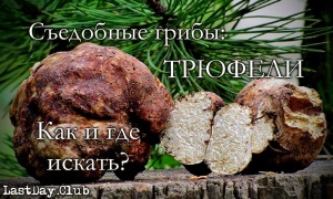 Сморчки, бычки, рогатики: где на Урале найти странные, но съедобные грибы и как их вкусно приготовить