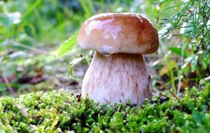 Опасными могут быть и съедобные грибы