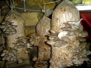 Как выращивать грибы в домашних условиях