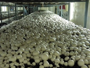 Как выращивать грибы на дачном участке