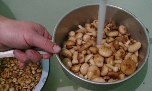 Культура и хранение грибов