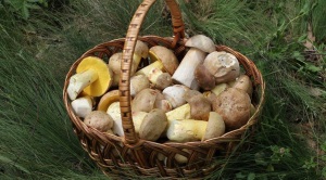 Как хранить грибы маслята в домашних условиях?
