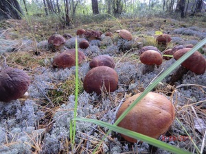Выращивание грибов рейша