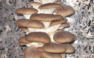 Грибы: польза и вред грибов