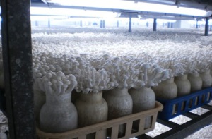 Выращивание грибов вешенка как бизнес