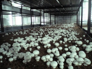Как можно вырастить грибы шампиньоны в домашних условиях
