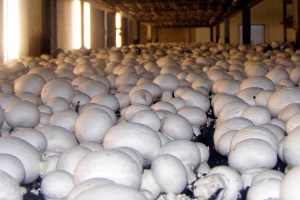 Выращивание белых грибов в домашних условиях как бизнес