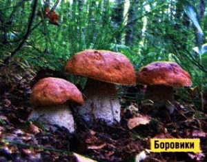 Планета грибов