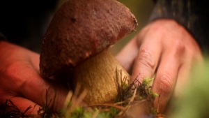 Плюсы и минусы грибов