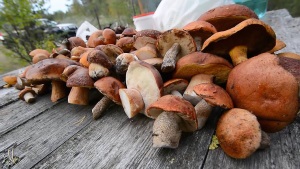 В Беларуси появился еще и налог на сбор грибов-ягод?