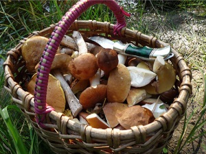 Сбор грибов и ягод в Финляндии