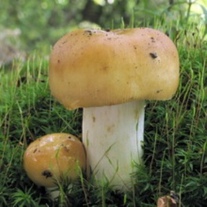 В Гомельской области даже съедобные грибы опасны