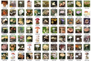 Лучшие съедобные грибы первой категории