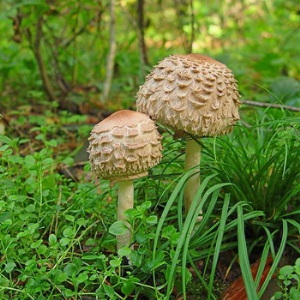 Как отличить ядовитые грибы и как правильно приготовить съедобные, чтобы не отравиться