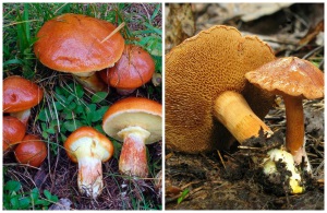 Гриб моховик-съедобные грибы фото и названия