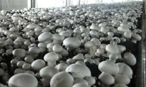 Выращивание грибов вешенки - простой способ
