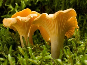 Польза и вред грибов, как их лучше готовить и употреблять?