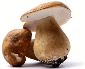 Химический состав грибов